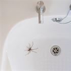 How to Prevent Spiders in the Home - A Handyman’s Guide