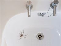 How to Prevent Spiders in the Home - A Handyman’s Guide