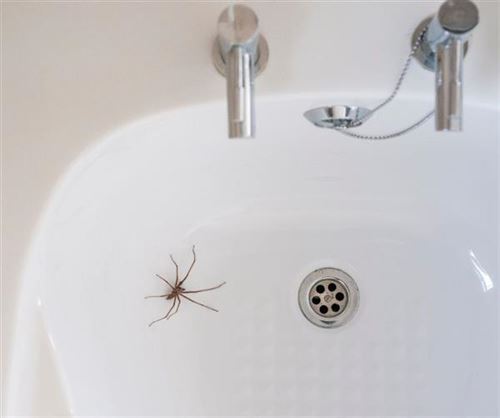 How to Prevent Spiders in the Home - A Handyman’s Guide