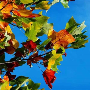 6 Autumn Jobs To Avoid Costly Home Repairs