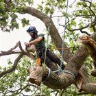 Tree Removal Costs: What to Expect in Ireland (2025)