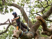 Tree Removal Costs: What to Expect in Ireland (2025)