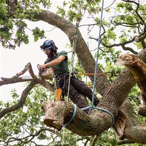 Tree Removal Services and Why It's Essential for Your Home