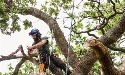 Tree Removal Services and Why It's Essential for Your Home