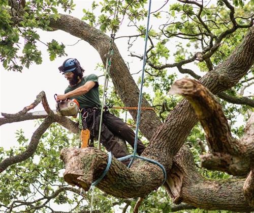 Tree Removal Costs: What to Expect in Ireland (2025)
